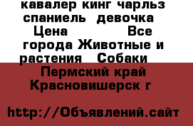  кавалер кинг чарльз спаниель -девочка › Цена ­ 45 000 - Все города Животные и растения » Собаки   . Пермский край,Красновишерск г.